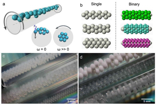 구심력을 활용해 동적 자기조립 방식으로 만든 원통형 구조실험 구조 설명(a). 가느다란 원통(길이 75㎜·반지름 10㎜) 구조 안에 입자와 그 입자보다 무거운 액체(겔)를 채워 회전시킨다. 입자와 겔의 밀도를 달리해 다양한 구조들을 만들 수 있다(b). 실험 중 얻은 원통형 구조(c). 오른쪽 아래(d)에서 맨 위와 가운데 원통은 1종류 입자로 이뤄졌고, 아래쪽은 2종류 입자 구조를 이룬다. [기초과학연구원 제공=연합뉴스]